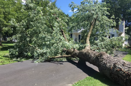 Large live oak tree limb resting on damaged residential roof in a New Orleans neighborhood after a storm