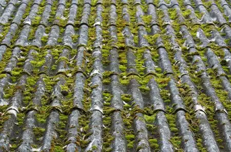 algae and moss damage on asphalt roof shingles in New Orleans
